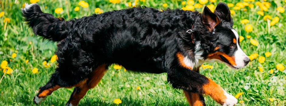 собака крупной породы: бернский зенненхунд