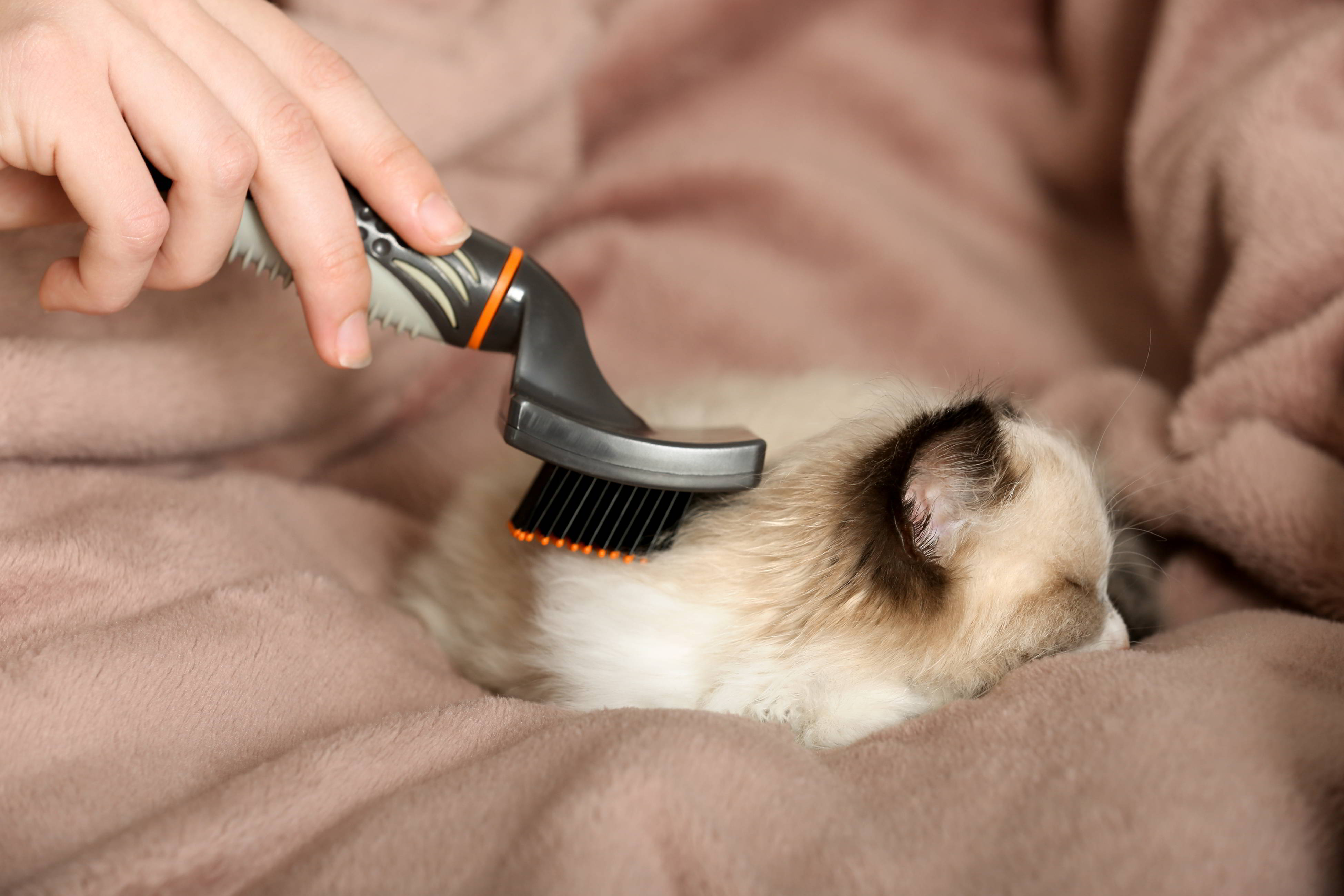 Как правильно чистить шерсть котенка?