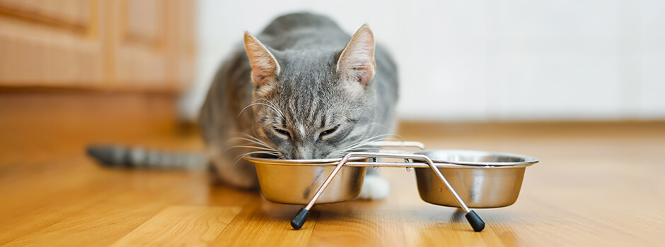 Корм для беременных кошек: Чем кормить кормящую кошку