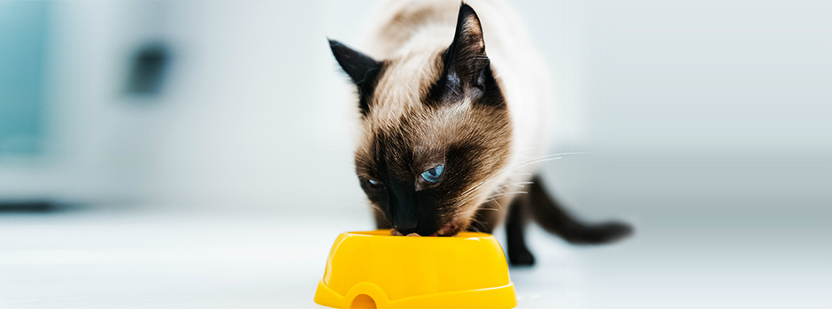 Диетический корм для кошек: какие есть виды и для чего они нужны