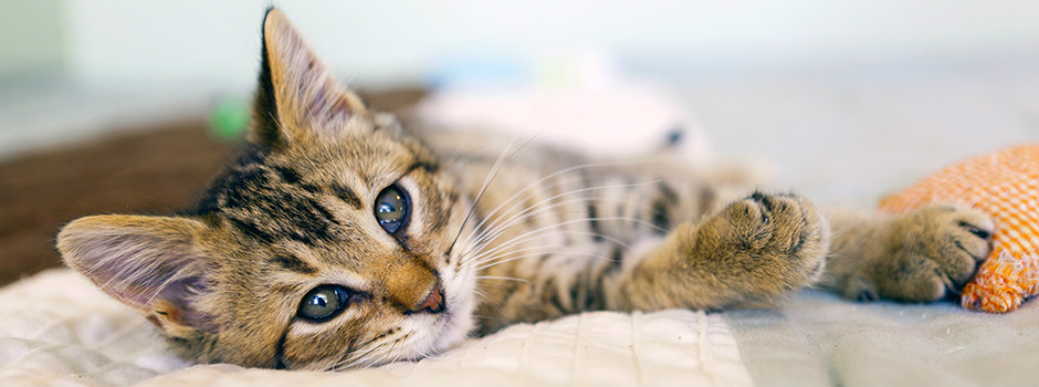 Как сделать жизнь котенка в доме безопасной и комфортной - Purina.ru