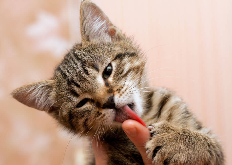 Кошки, которые лечат болезни: как лечат людей животные