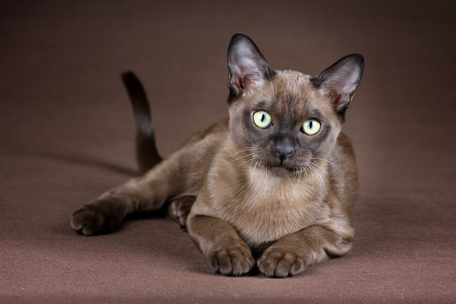 Породы кошек и котов: классификация по типу шерсти, окрасу