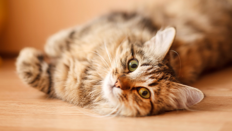 Кошка в новом доме: Что нужно сделать до приезда кошки