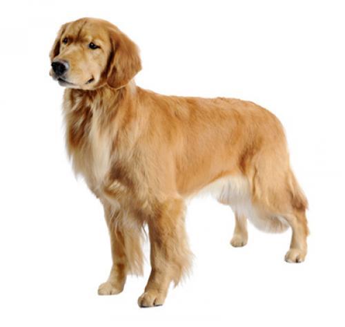 Золотистый ретривер: описание породы, характер, содержание собаки