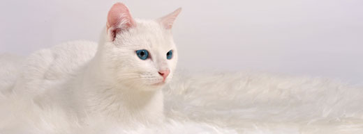 Белые Кошки Фото Порода