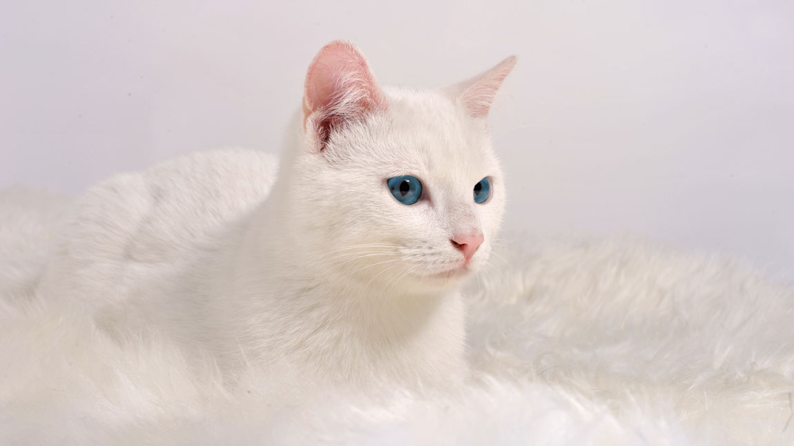 белая короткошерстная кошка