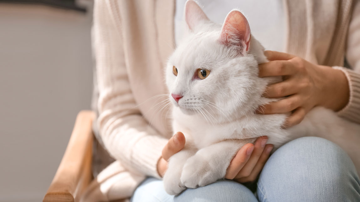 Мифы о белых кошках