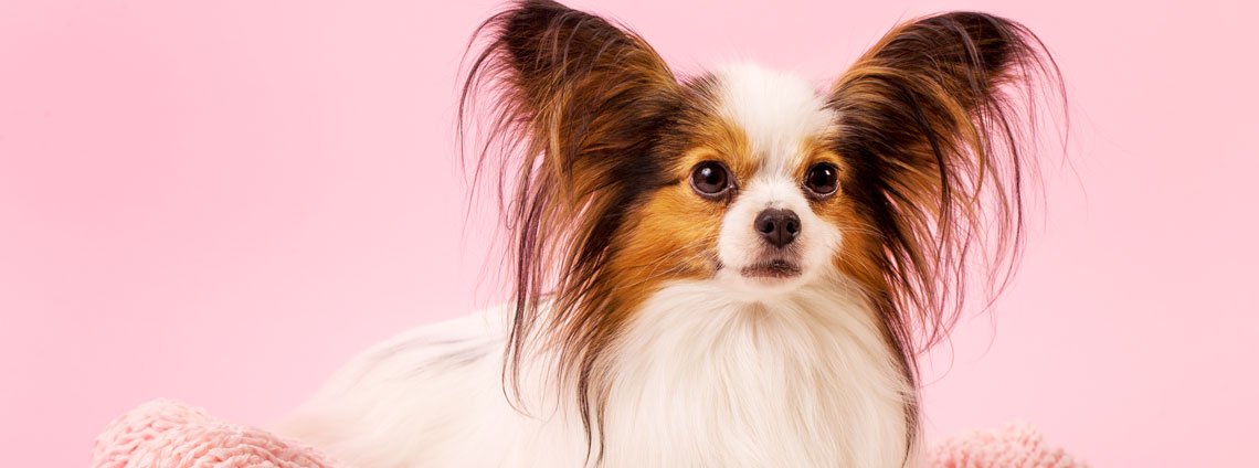 Клички для собак-девочек: как красиво назвать щенка?