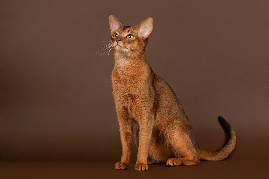 Абиссинская кошка: описание породы, условия содержания, характер