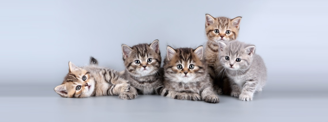 Классификация породистых кошек: шоу, брид, пэт, описание классов