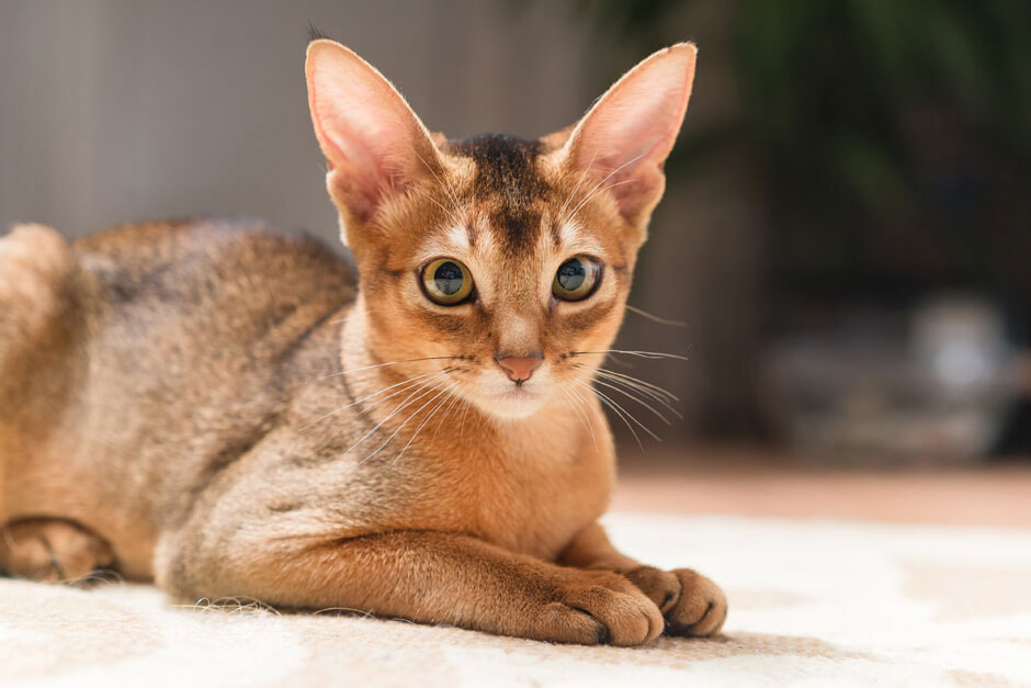 абиссинская кошка линька