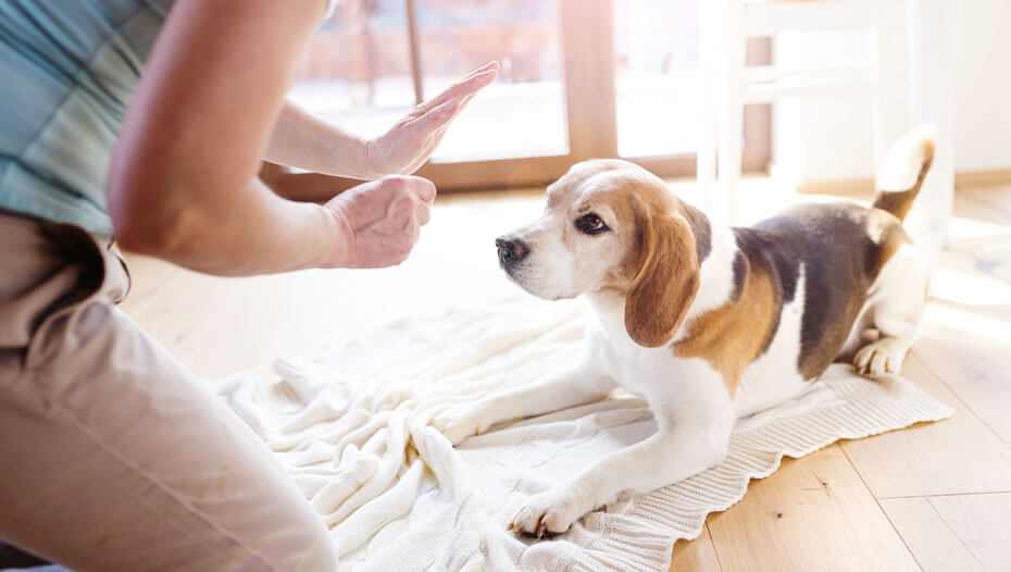 Help reduce pet obesity text