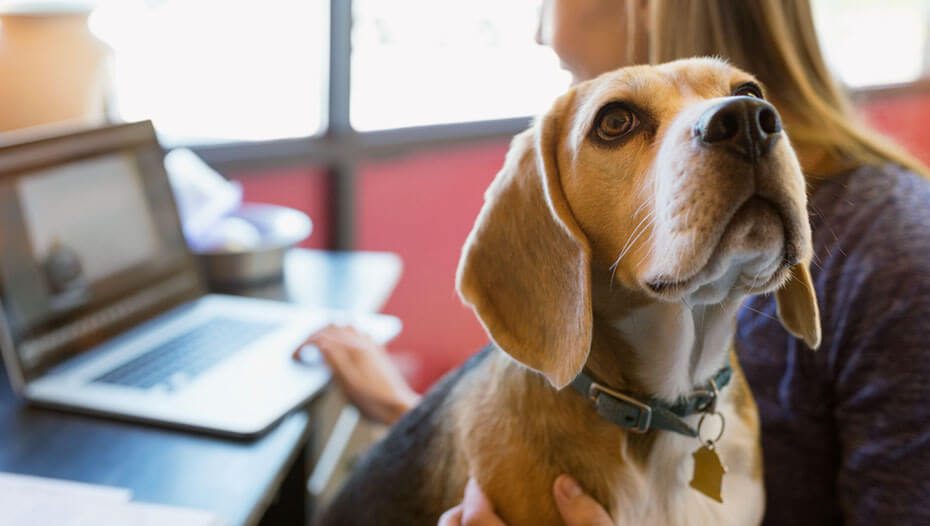 Promote pets in the workplace text