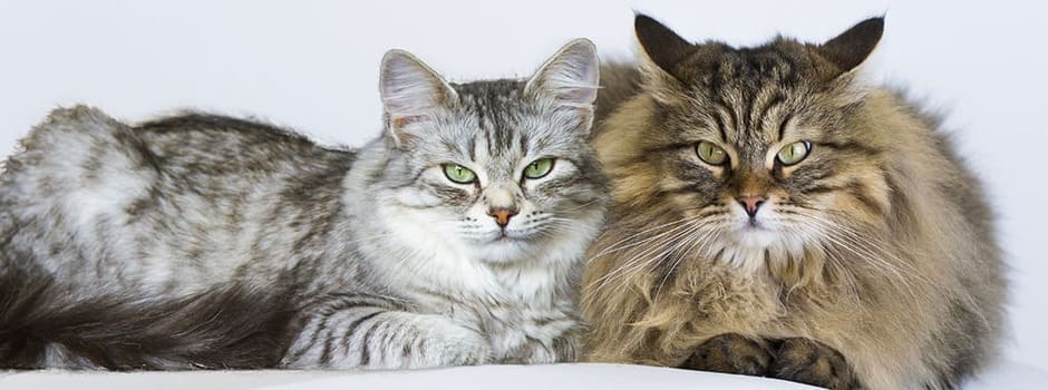 кошка и кот отличия
