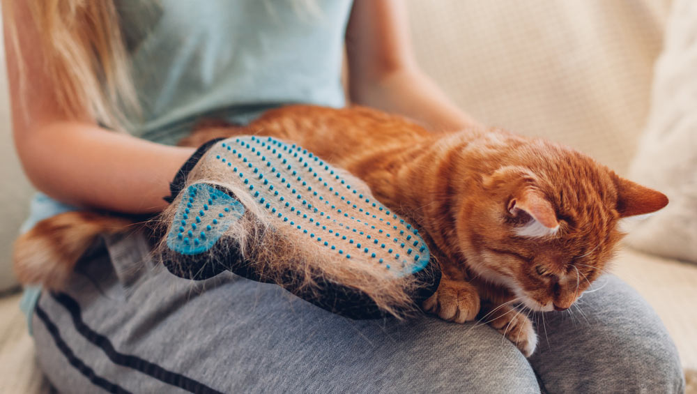 Уход за шерстью кошек: как правильно ухаживать, как улучшить покров