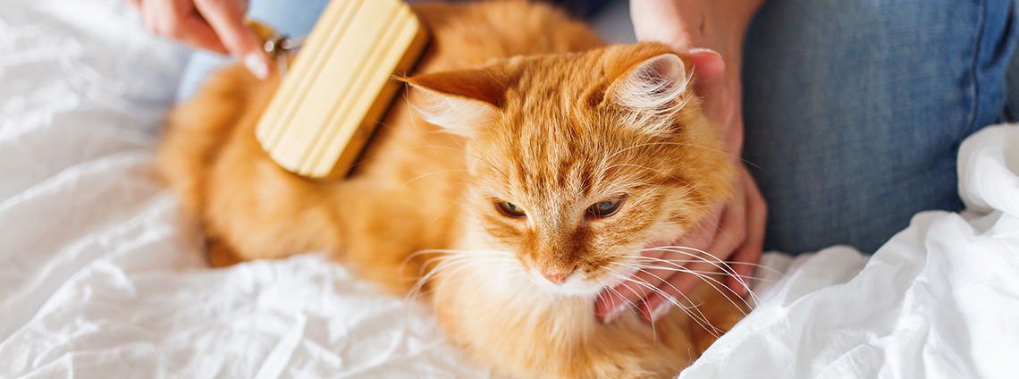 Уход за шерстью кошек: как правильно ухаживать, как улучшить покров