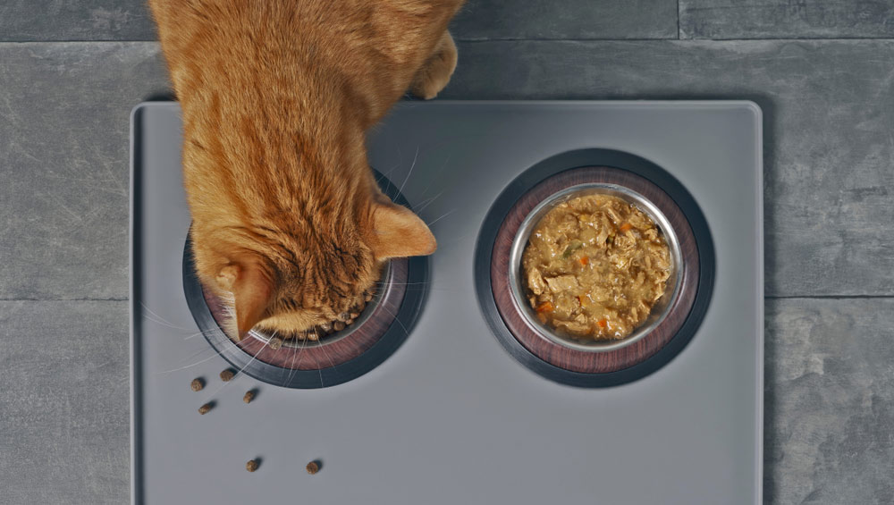 Чем кормить старую кошку, пищевые потребности пожилого питомца