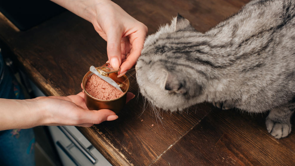 Чем кормить старую кошку, пищевые потребности пожилого питомца