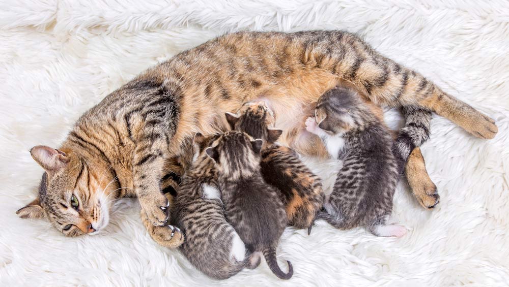 как рожают кошки в первый раз домашние