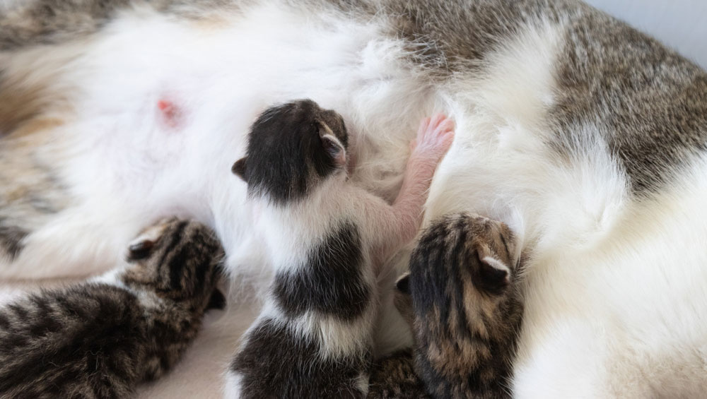 Роды у коше: как подготовиться, что делать во время рождения котят