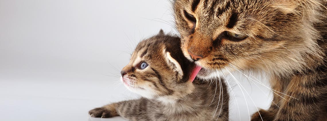 Признаки предстоящих родов у кошки