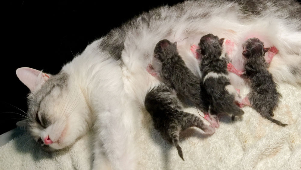 Беременность у кошек: как понять какой срок беременности кошки