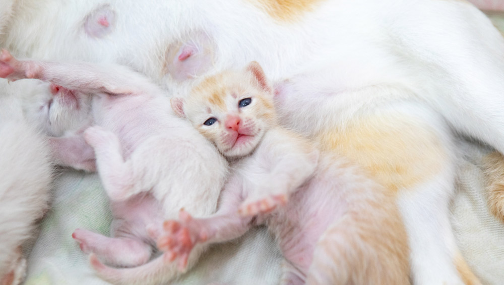 Беременность у кошек: как понять какой срок беременности кошки