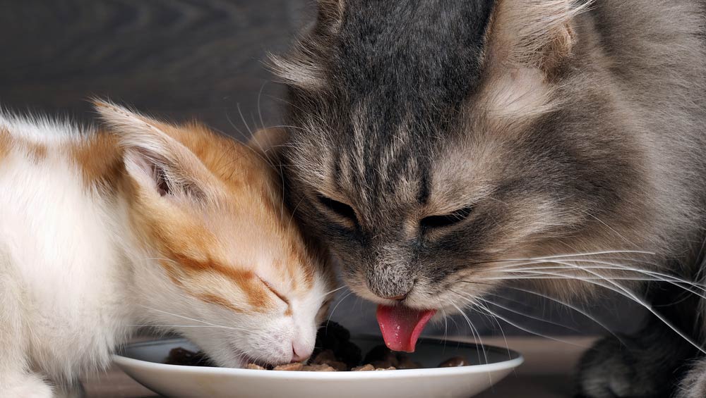 Чем кормить котенка: что можно и нельзя, как и когда вводить прикорм