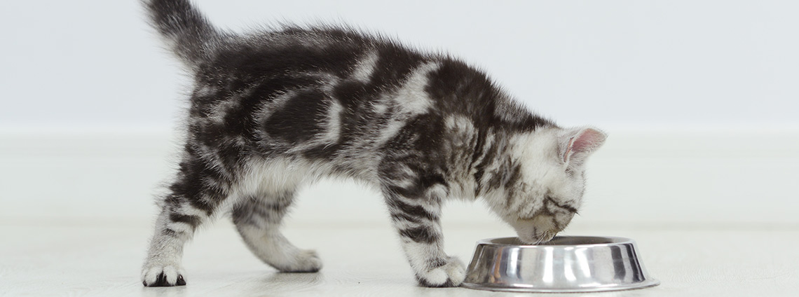 Чем кормить котенка: что можно и нельзя, как и когда вводить прикорм
