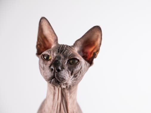 Сфинкс: описание породы кошек, характер, уход — Purina.ru