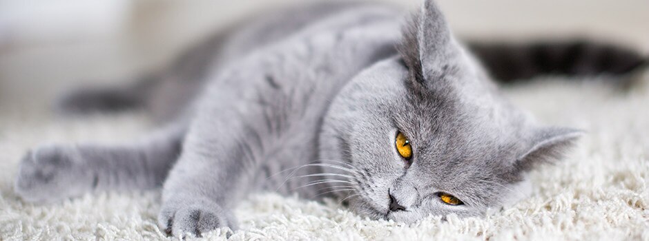 Фотографии самых красивых кошек в мире