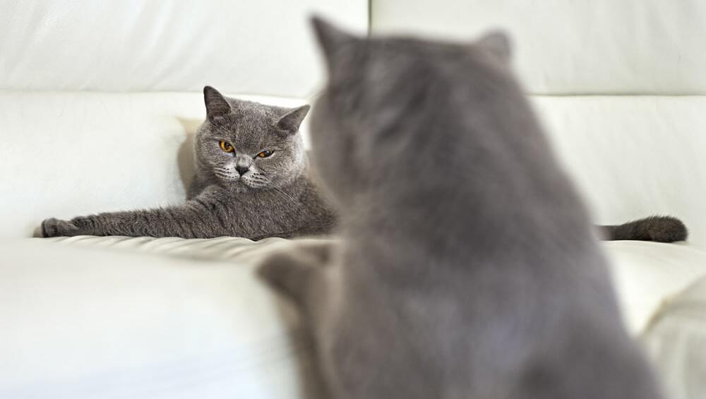 Вязка кошек и котов: рекомендации и правила первой случки, советы