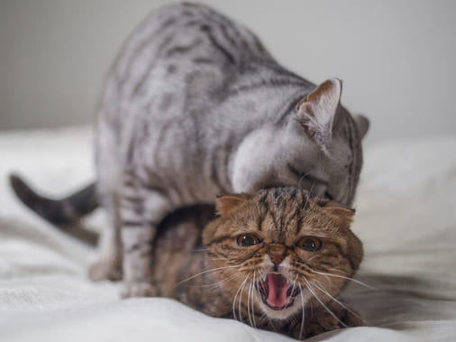 как свести кошку и кота