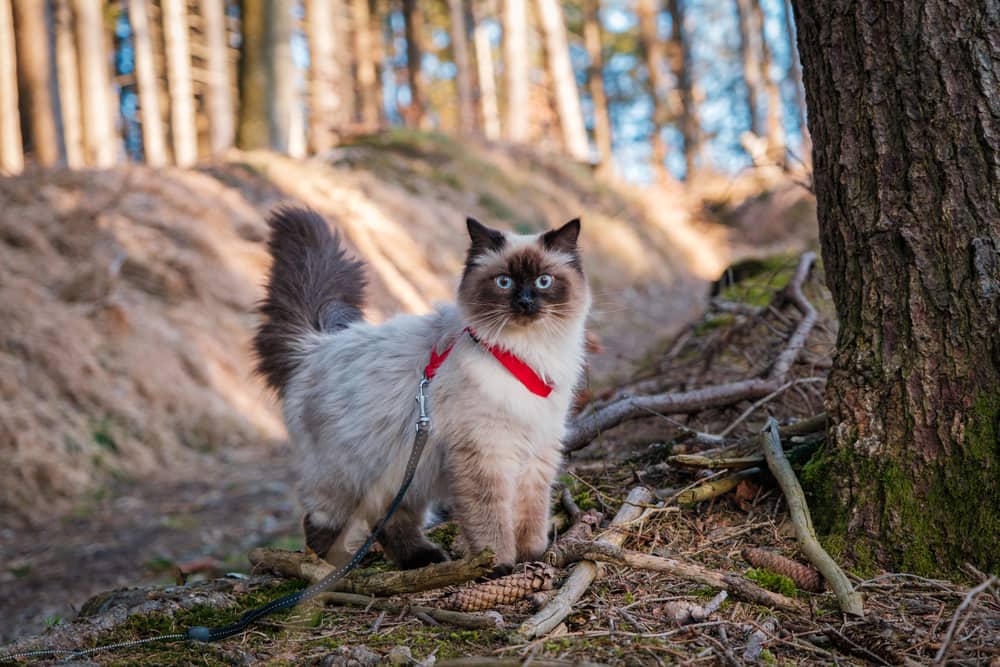 Невская маскарадная кошка: описание породы, характер и особенности