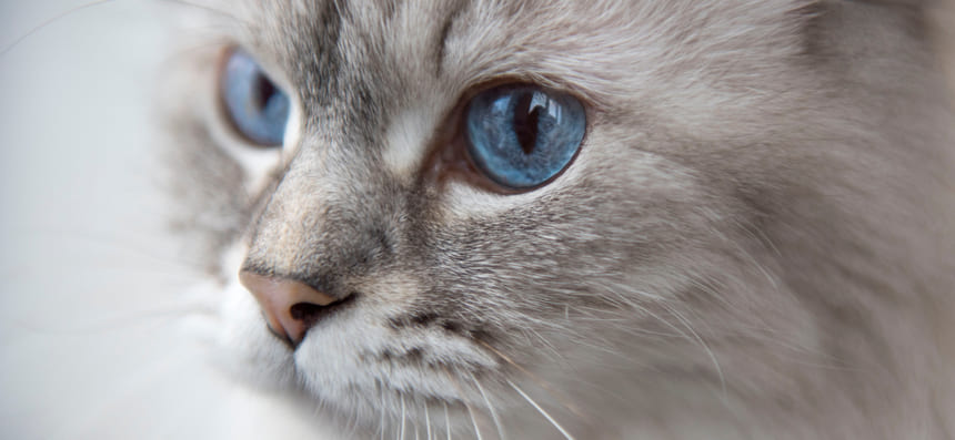 Невская маскарадная кошка: описание породы, достоинства и недостатки [Кошки cats]