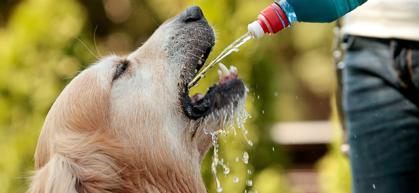 Почему собака не пьет воду 