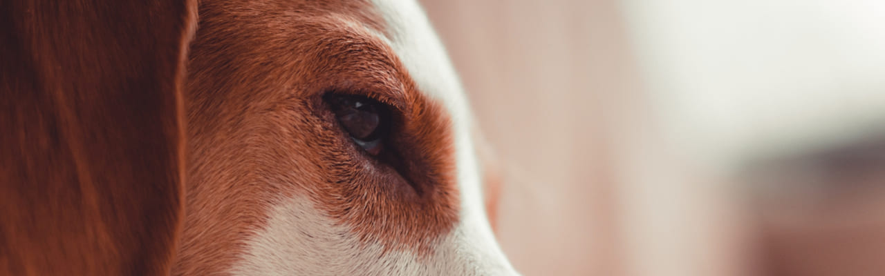Красные глаза у собак