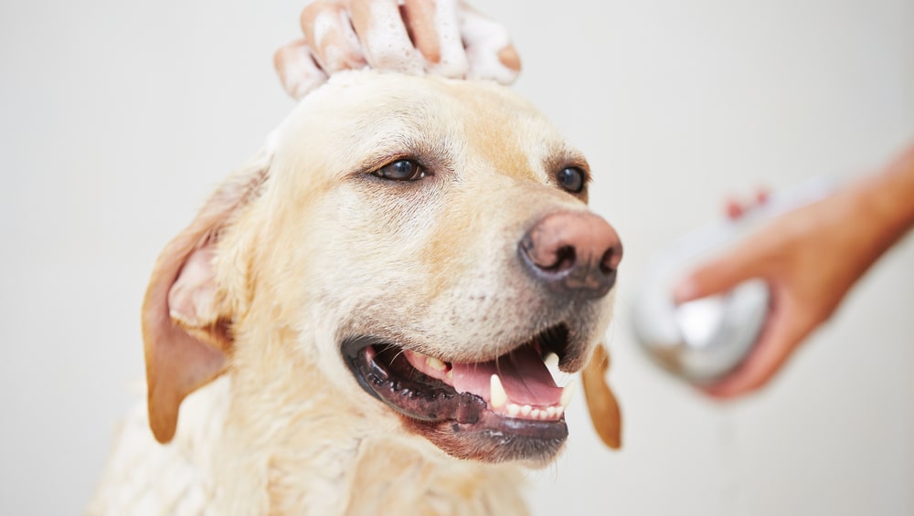 Как помыть собаку 