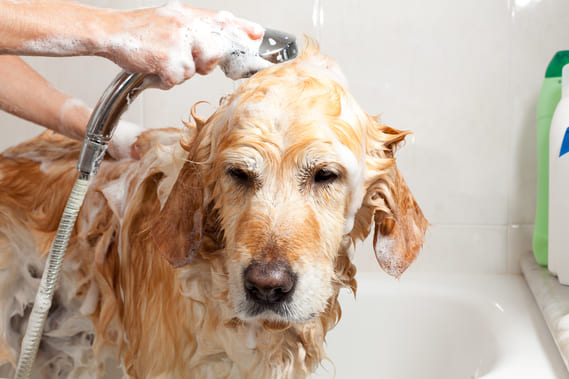 Как помыть собаку