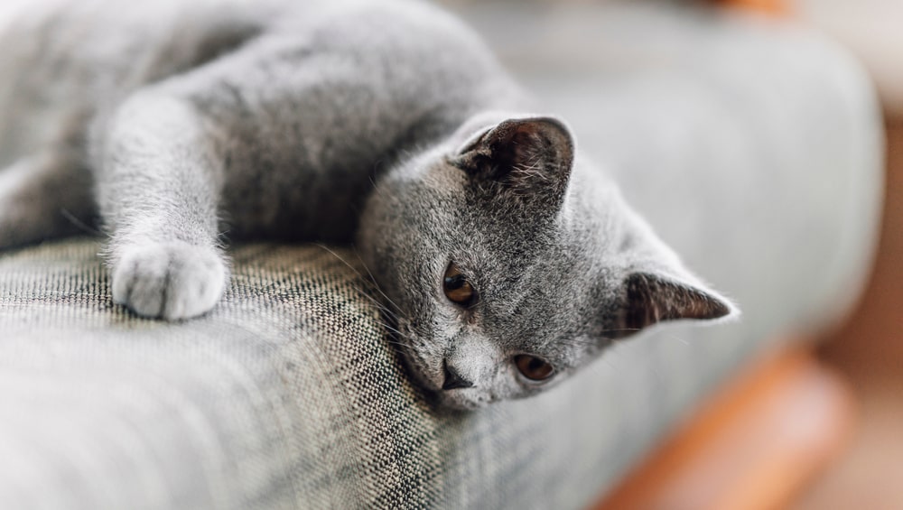 Почему кошка мурчит: что означает и причины мурлыканья кота