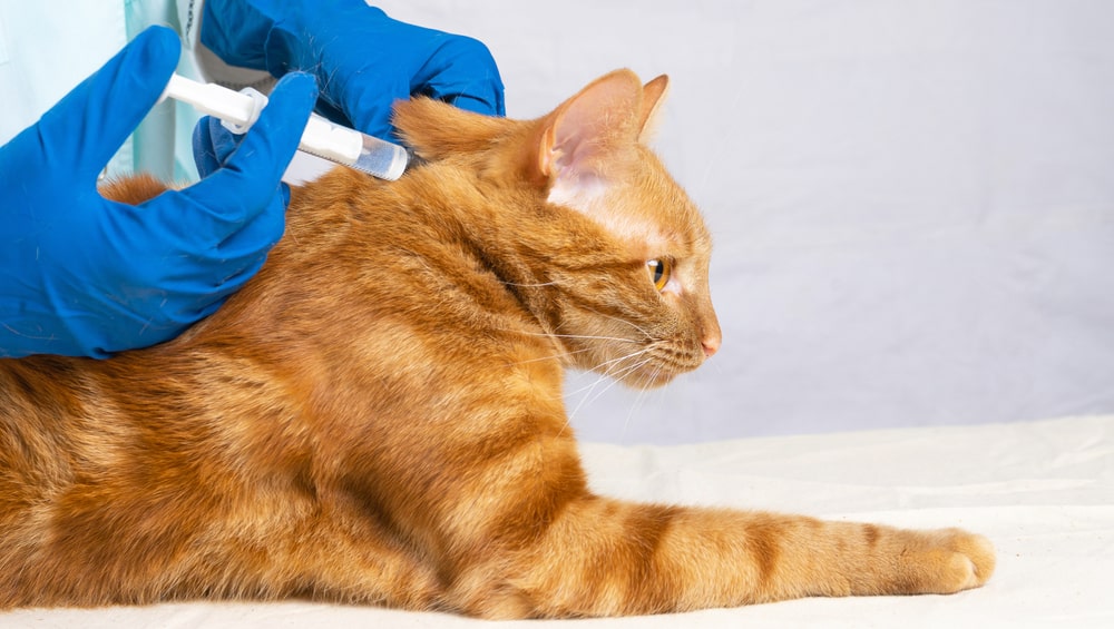 Инструкция как сделать укол кошке: подкожный и внутримышечный