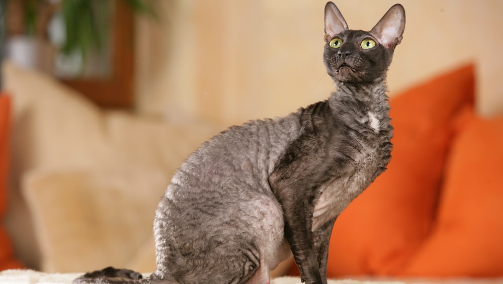 Корниш-рекс: описание породы с фото, характер кошки, содержание и уход