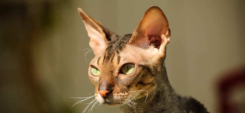 Корниш-рекс: описание породы с фото, характер кошки, содержание и уход