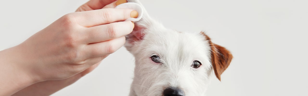 Отит у собак: причины, симптомы и лечение
