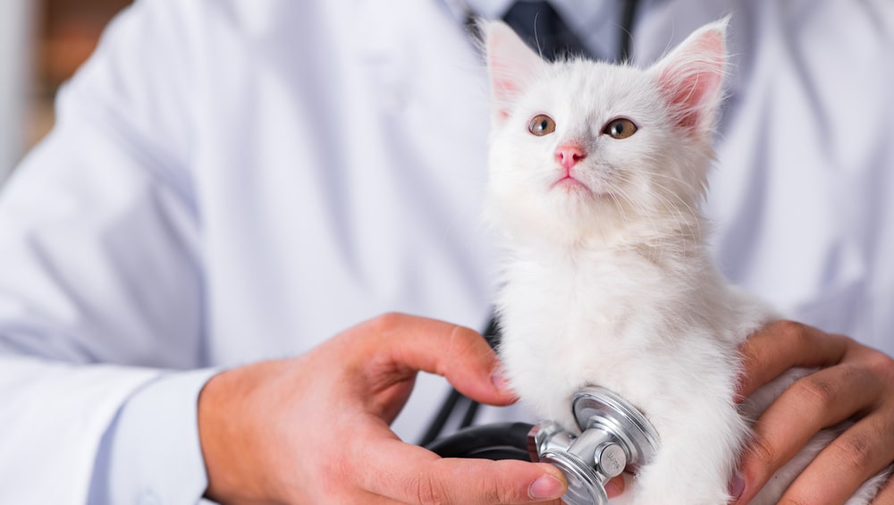 Чумка у кошек: диагностика, лечение, профилактика чумки у кошек