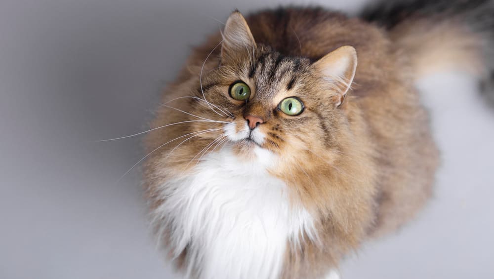 Сибирская лесная кошка, описание породы, характер, питание и уход
