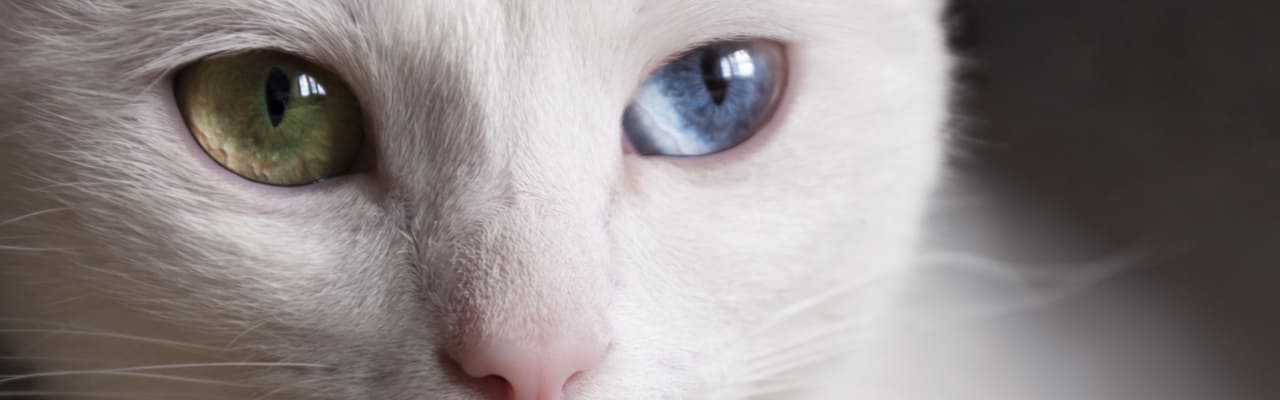 Кошки с глазами разного цвета