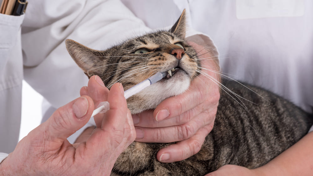 Рвота у кошек: причины и лечение, что делать для профилактики