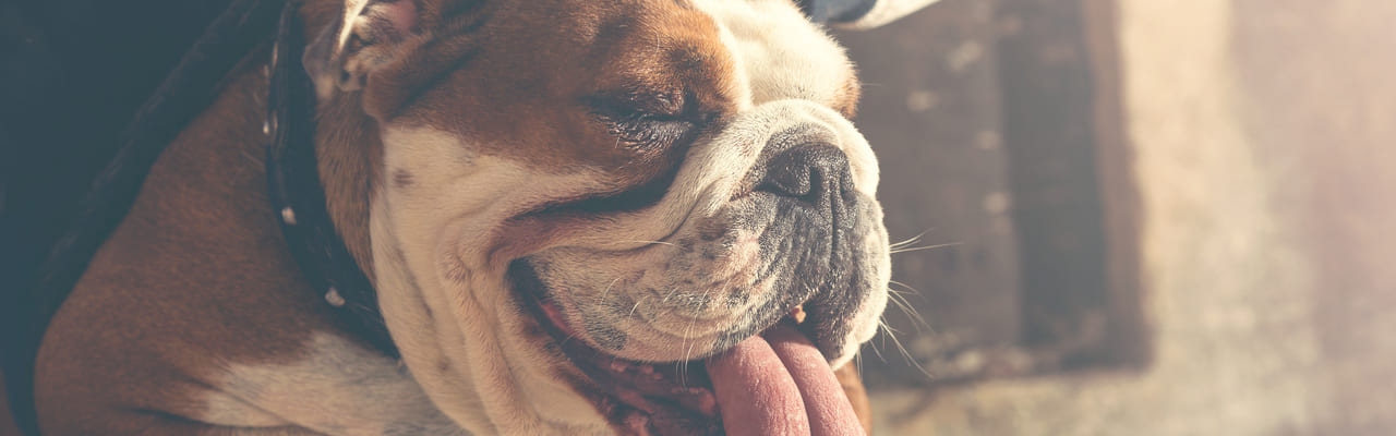 Почему собака тяжело и часто дышит? Причины учащенного дахания